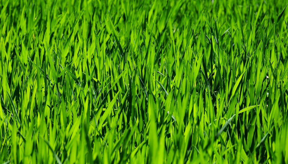 grass, field, meadow-3336700.jpg